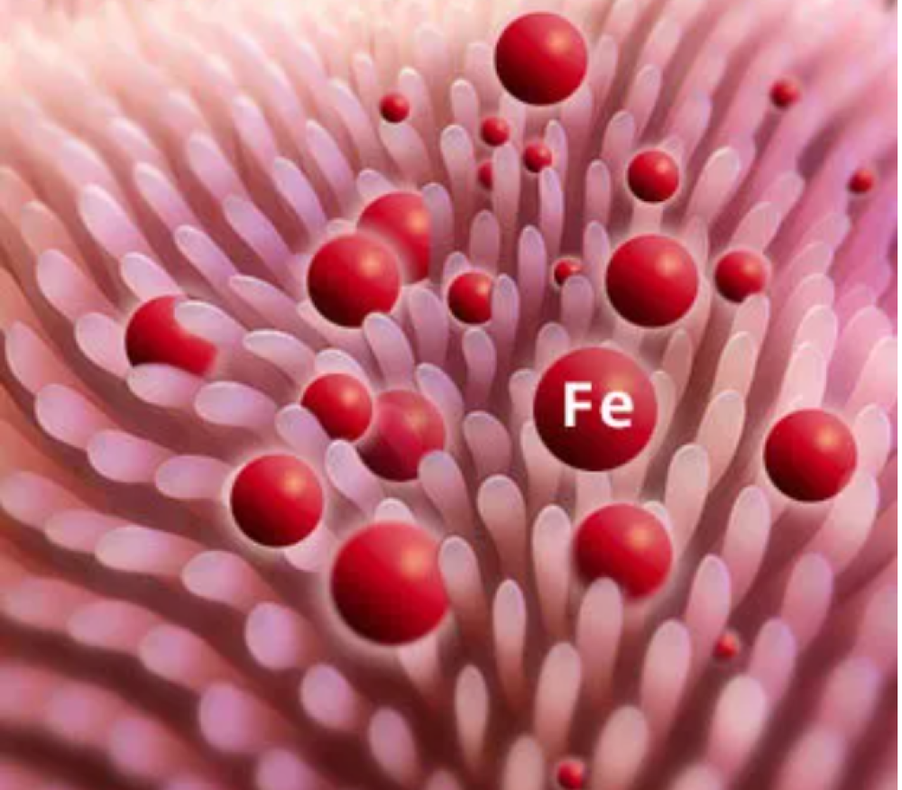 آزمایش فریتین و تفسیر آن