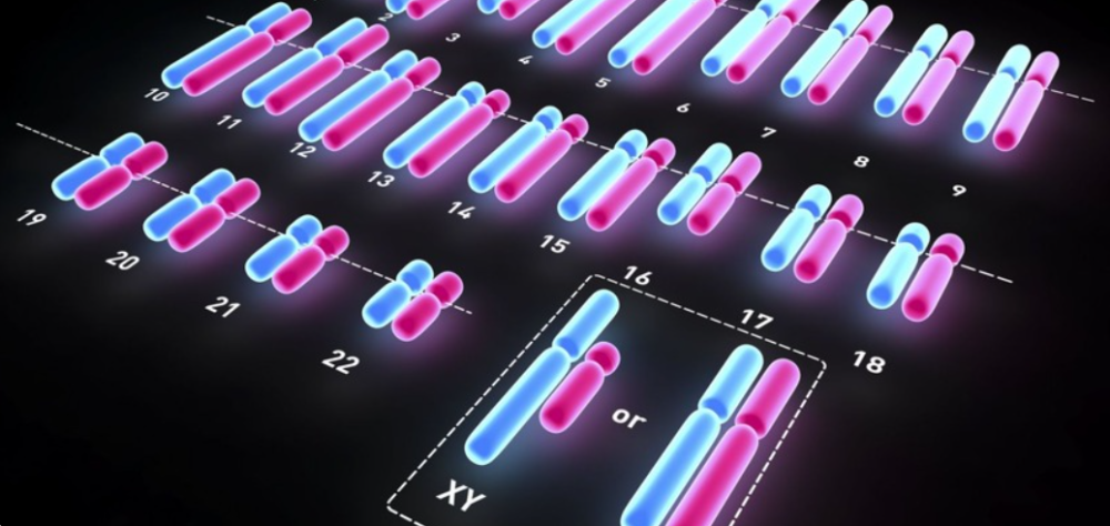 تست کاریوتایپ چیست؟