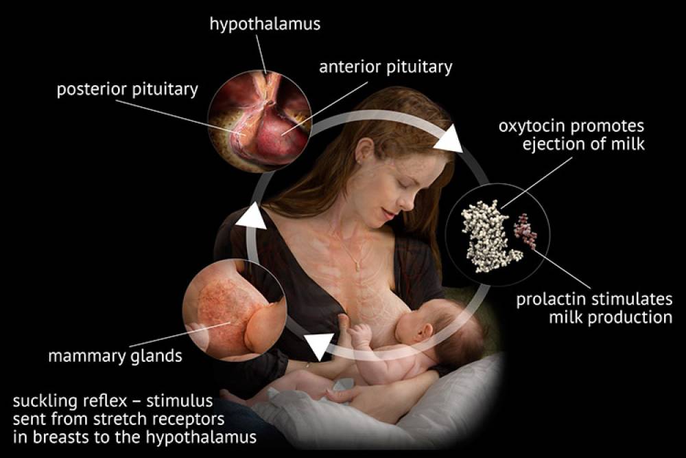 آزمایش پرولاکتین